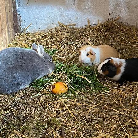 Erlebnishof Koenig-Kober Villa Poellau Kültér fotó