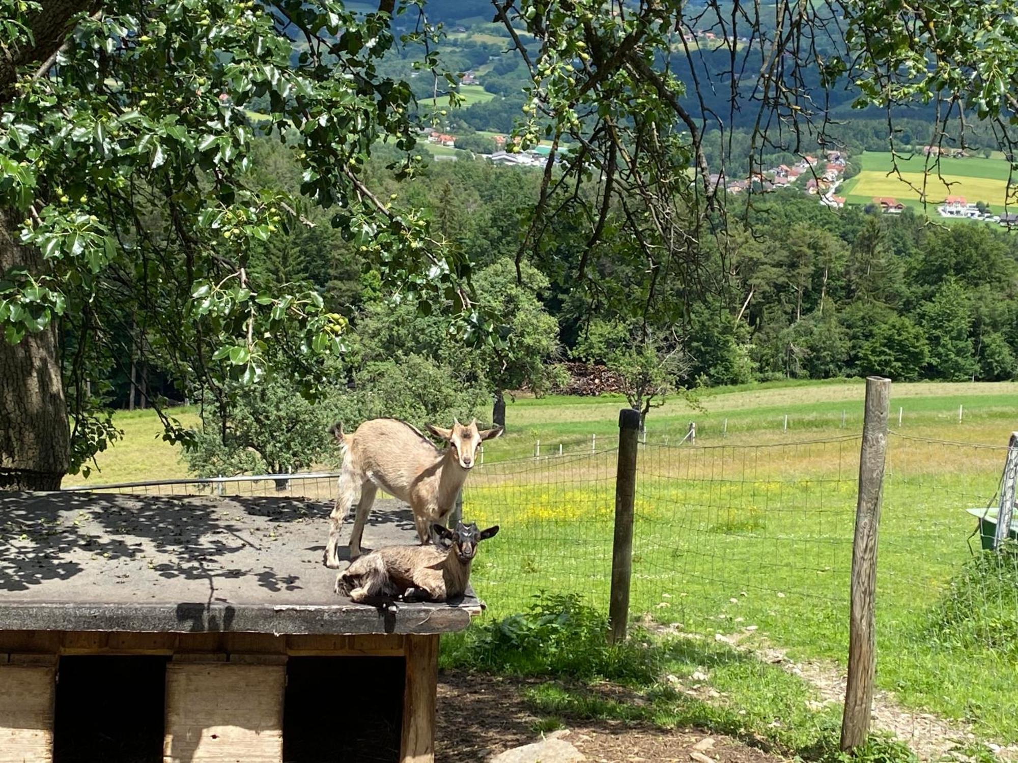 Erlebnishof Koenig-Kober Villa Poellau Kültér fotó